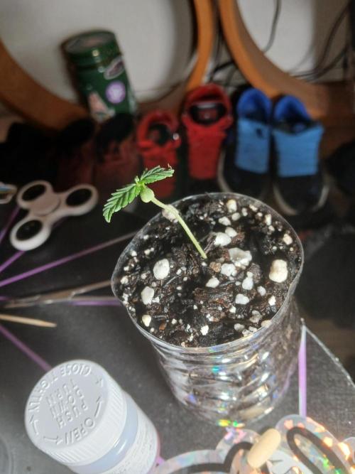 Ghost Train Haze Auto. Week 2