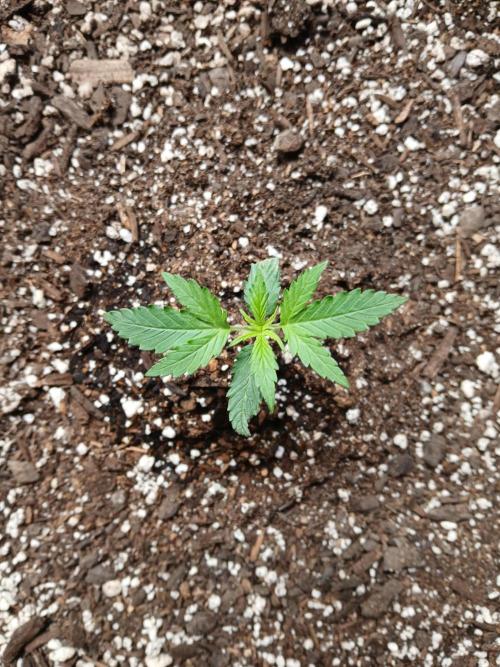 Ghost Train Haze Auto. Week 3