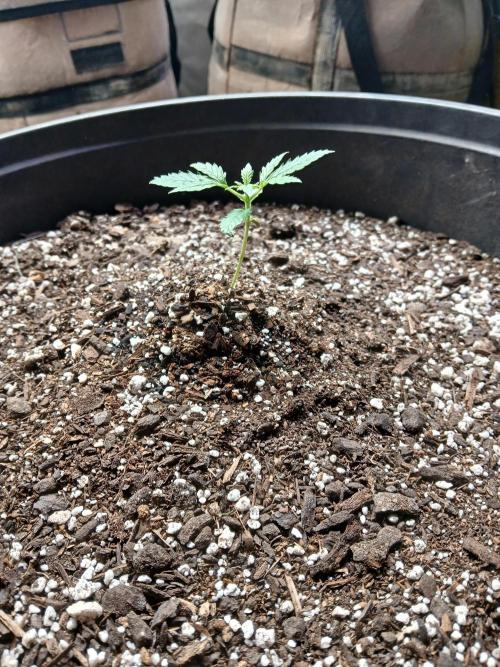 Ghost Train Haze Auto. Week 3