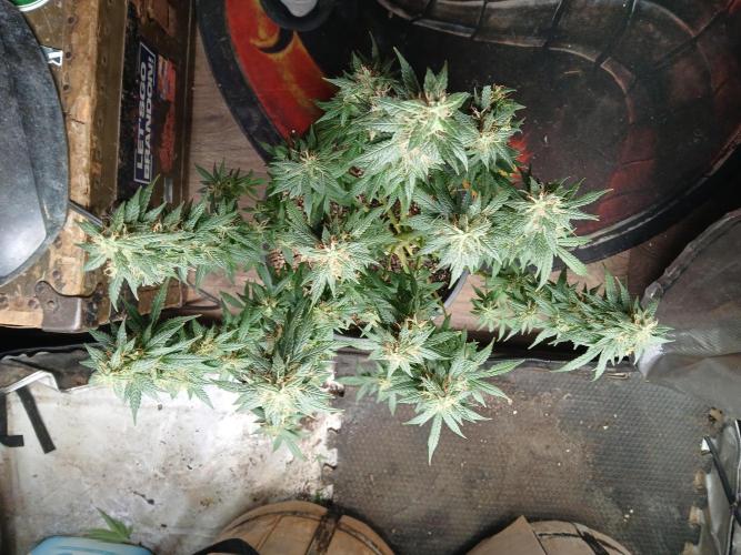 Red Devil Auto from WeedSeedsExpress. Week 14