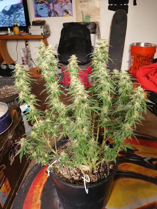 Red Devil Auto from WeedSeedsExpress. Week 14