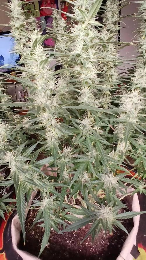 Permanent Marker Auto