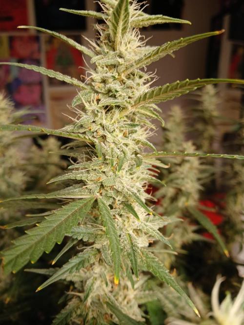 Permanent Marker Auto. Week 15