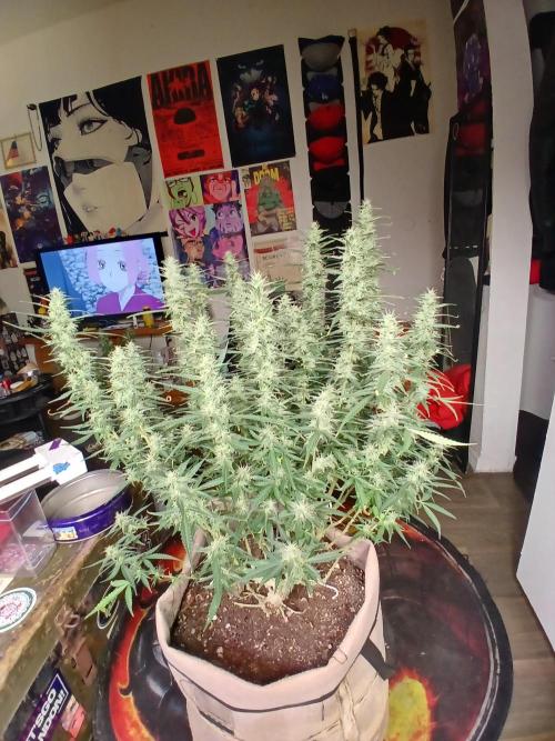 Permanent Marker Auto. Week 15