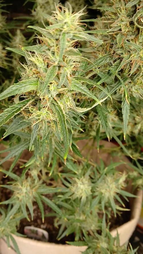 Genius Juice x Cinderella 99 Feminized