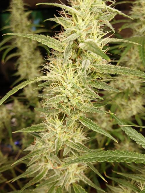 Genius Juice x Cinderella 99 Feminized. Week 16 - So FROSTY