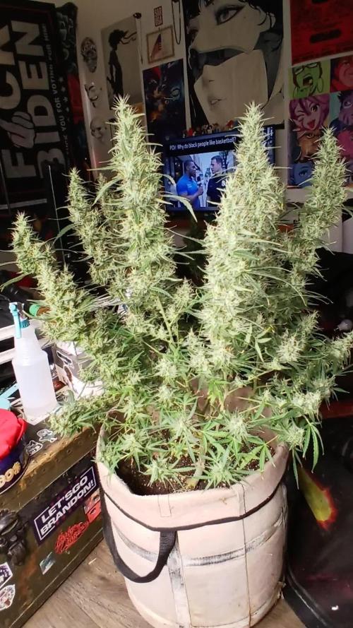 Genius Juice x Cinderella 99 Feminized