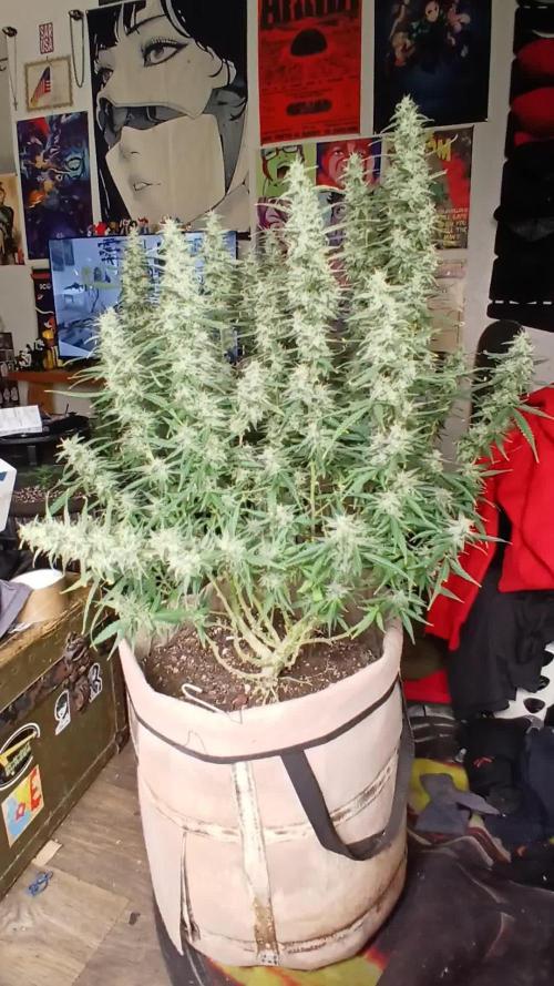 Permanent Marker Auto