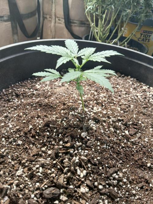 Ghost Train Haze Auto. Week 4