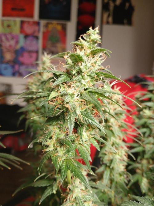 Red Devil Auto from WeedSeedsExpress. Week 15