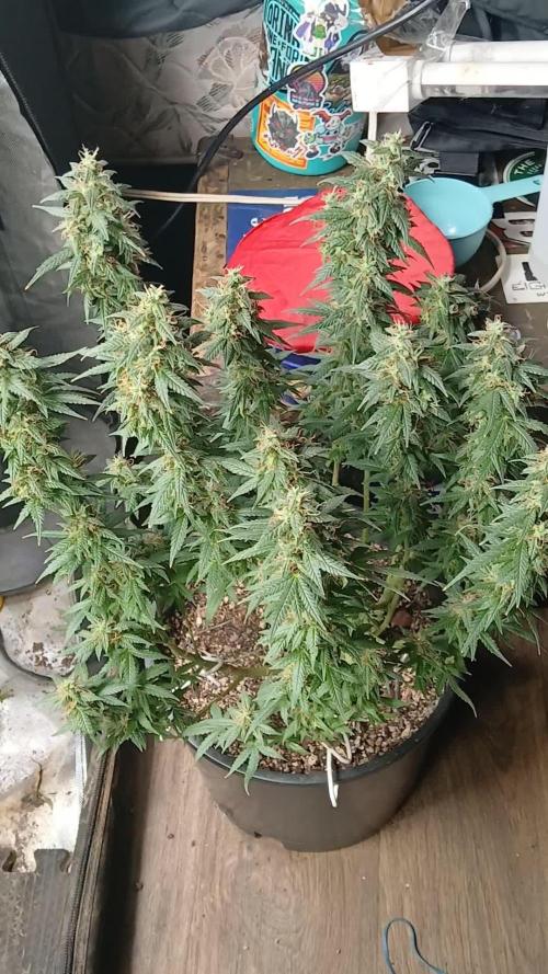 Red Devil Auto from WeedSeedsExpress