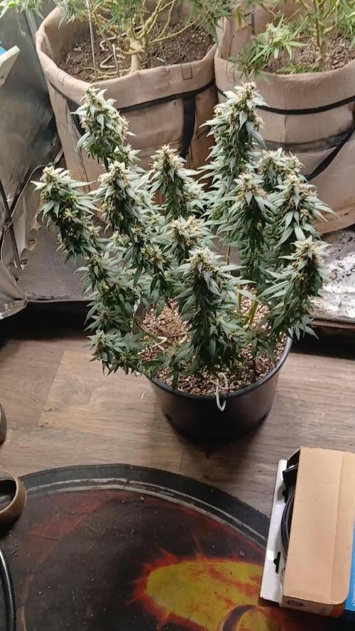 Red Devil Auto from WeedSeedsExpress