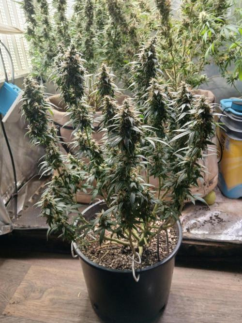 Red Devil Auto from WeedSeedsExpress. Week 16