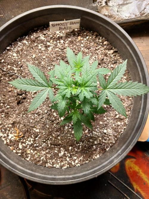 Ghost Train Haze Auto. Week 5