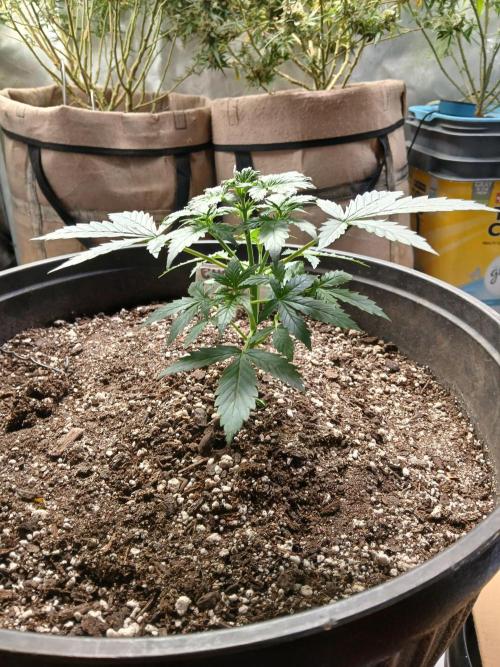 Ghost Train Haze Auto. Week 5