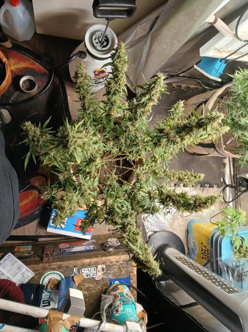 Genius Juice x Cinderella 99 Feminized. Week 18