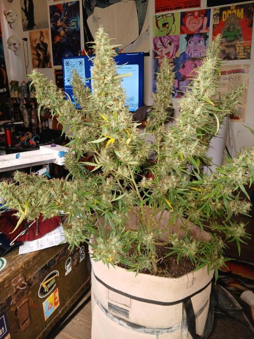 Genius Juice x Cinderella 99 Feminized. Week 18