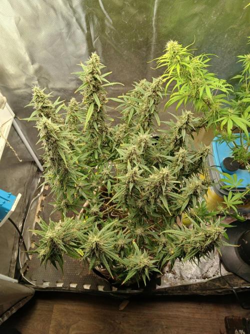 Permanent Marker Auto. Week 17