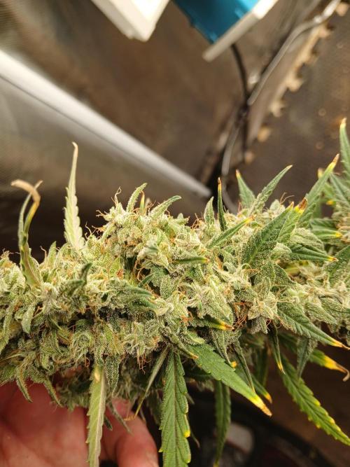 Permanent Marker Auto. Week 17