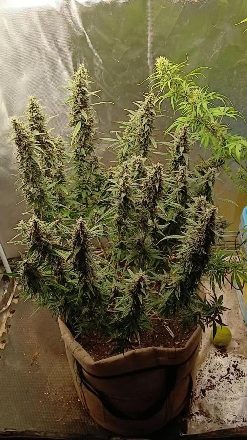 Permanent Marker Auto