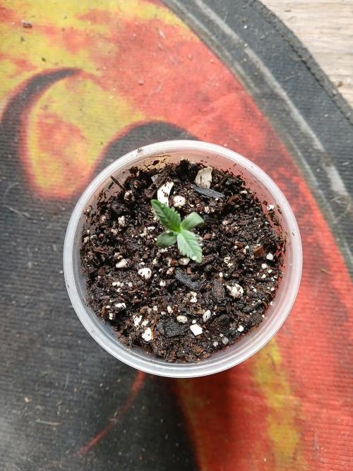 Watermelon Candy Auto. Week 1