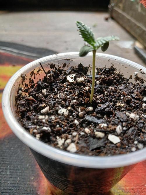 Watermelon Candy Auto. Week 1