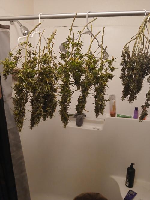 Genius Juice x Cinderella 99 Feminized. Week 19 - Very pleased with the yield. 