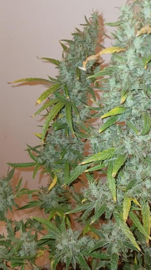 Genius Juice x Cinderella 99 Feminized