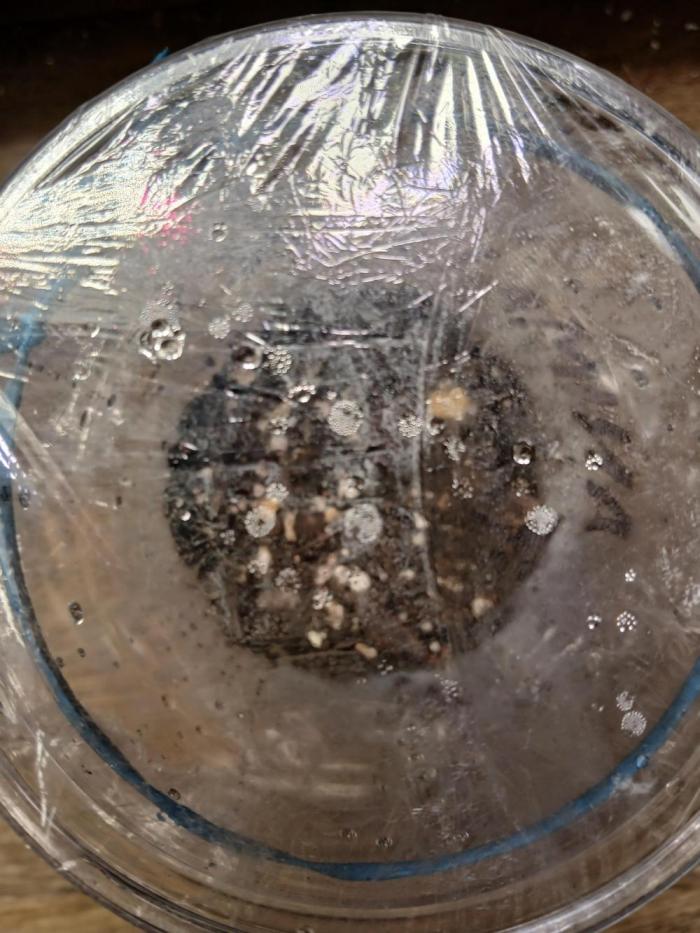 Animal Face Photo. Week 1