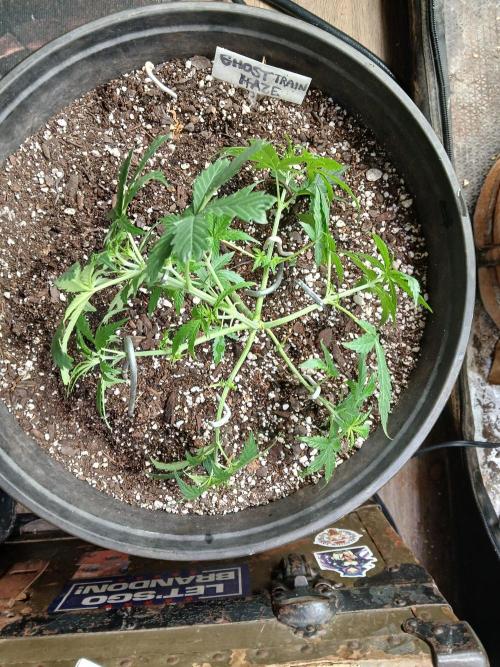 Ghost Train Haze Auto. Week 6