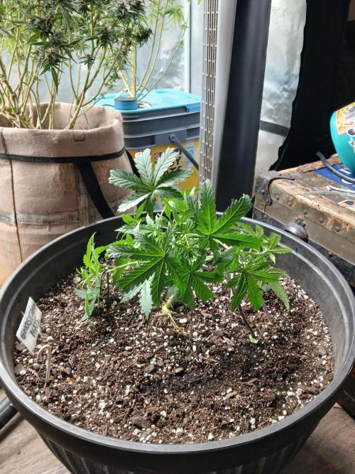 Ghost Train Haze Auto. Week 6