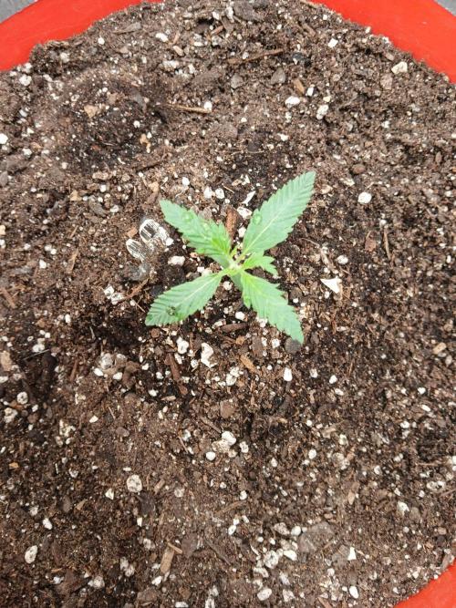 Watermelon Candy Auto. Week 2