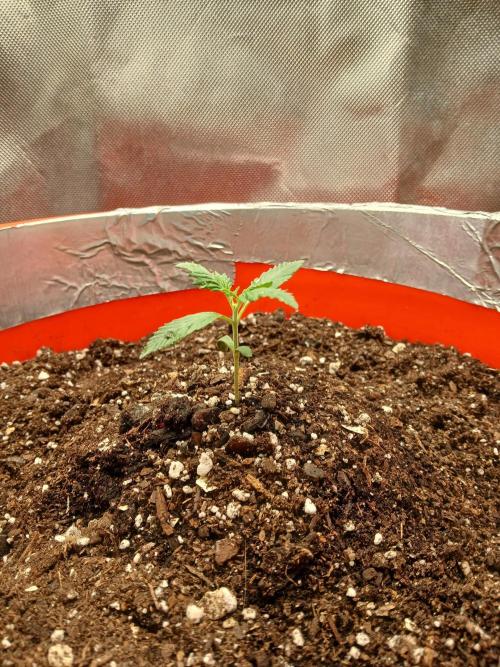 Watermelon Candy Auto. Week 2