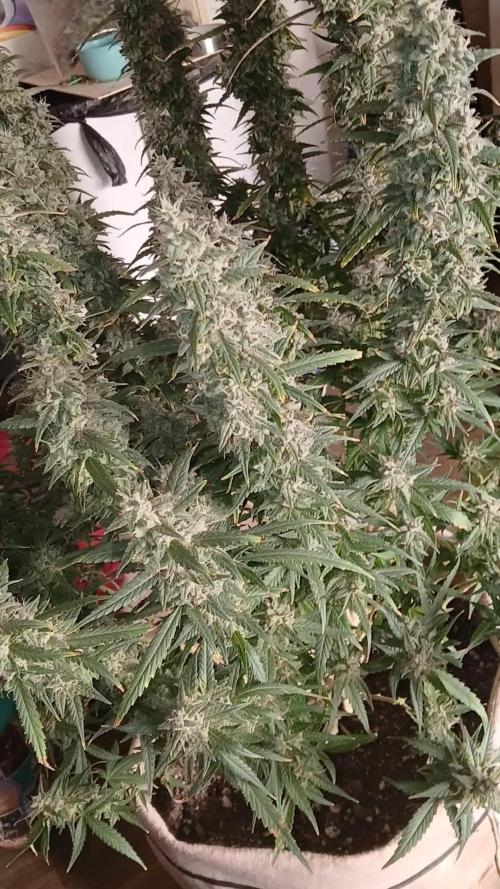 Permanent Marker Auto