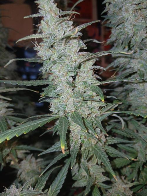 Permanent Marker Auto. Week 18