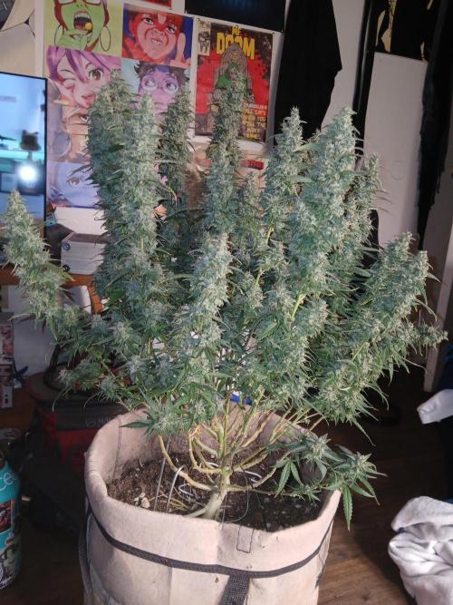 Permanent Marker Auto. Week 18