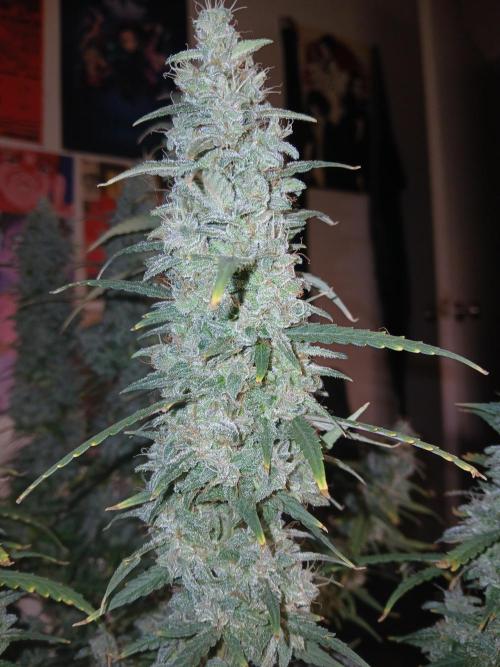 Permanent Marker Auto. Week 18