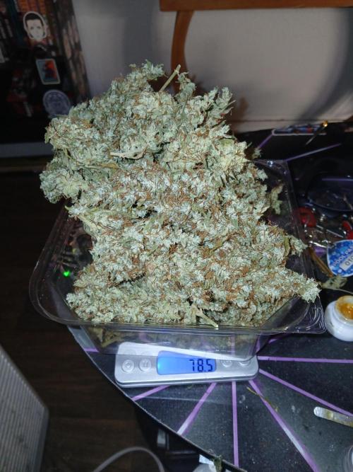Genius Juice x Cinderella 99 Feminized. Week 19 - Almost 3 ounces