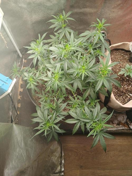 Ghost Train Haze Auto. Week 8