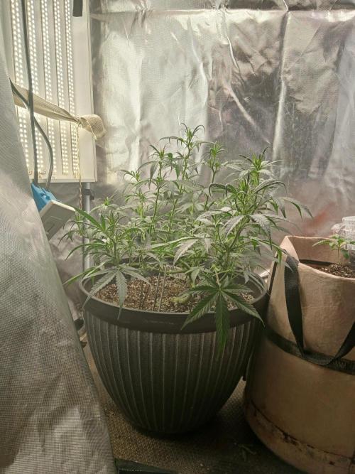 Ghost Train Haze Automatic. Week 8