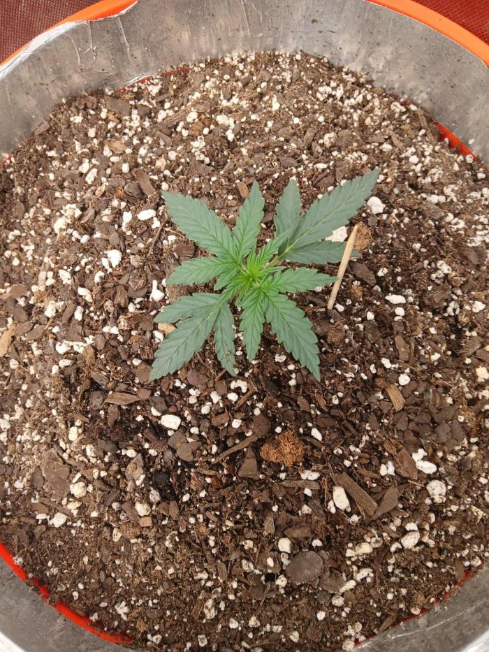 Sundae Driver Auto. Week 3