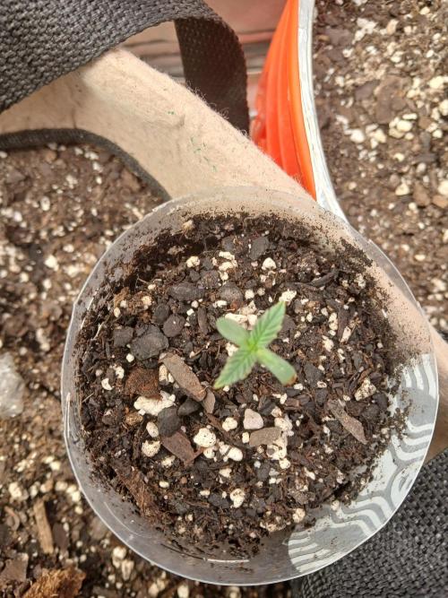 Hyper Vyper Photoperiod. Week 1