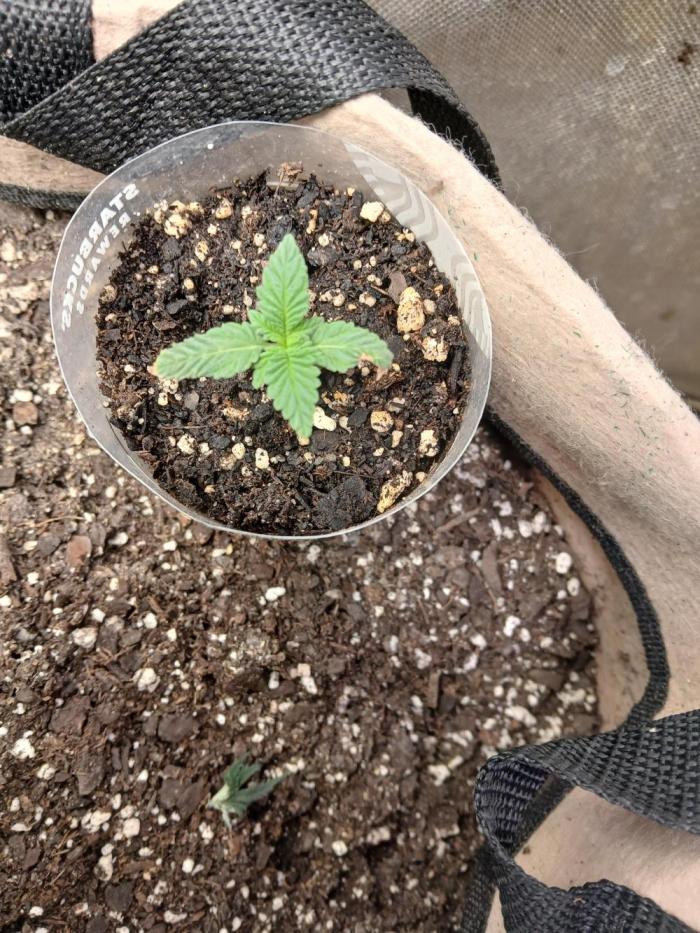 Hyper Vyper Photoperiod. Week 2