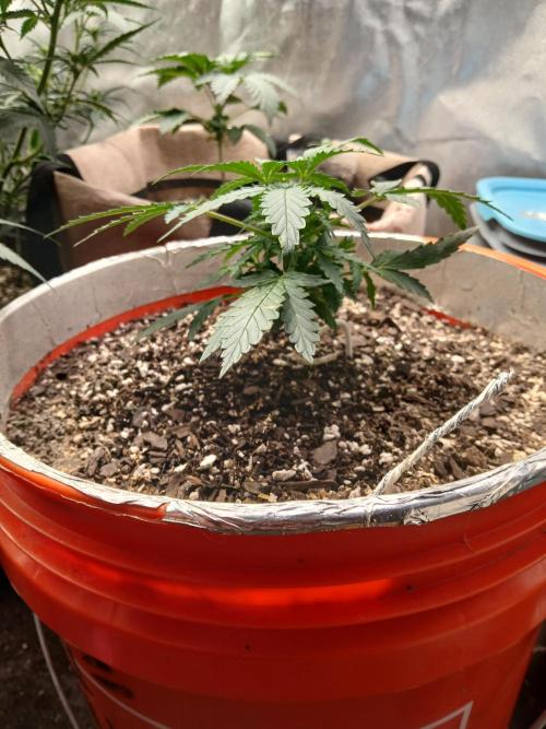 Sundae Driver Auto. Week 4