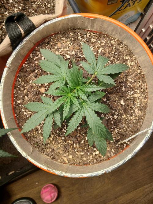 Sundae Driver Auto. Week 4 - Topped her