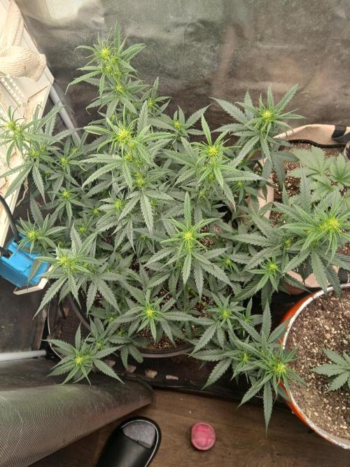 Ghost Train Haze Auto. Week 9