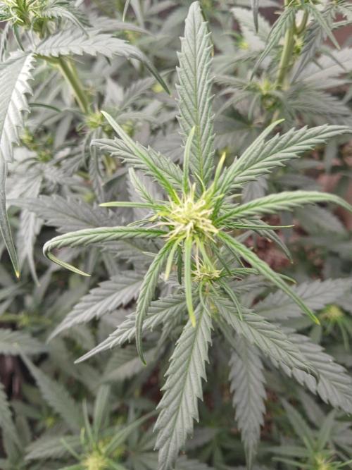 Ghost Train Haze Auto. Week 9