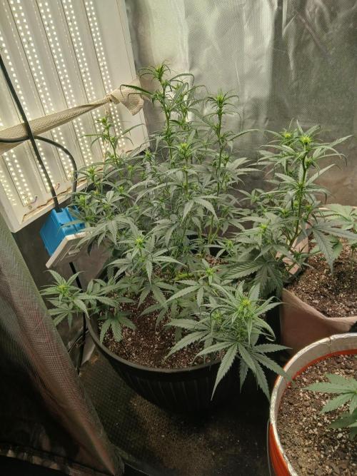 Ghost Train Haze Automatic. Week 9
