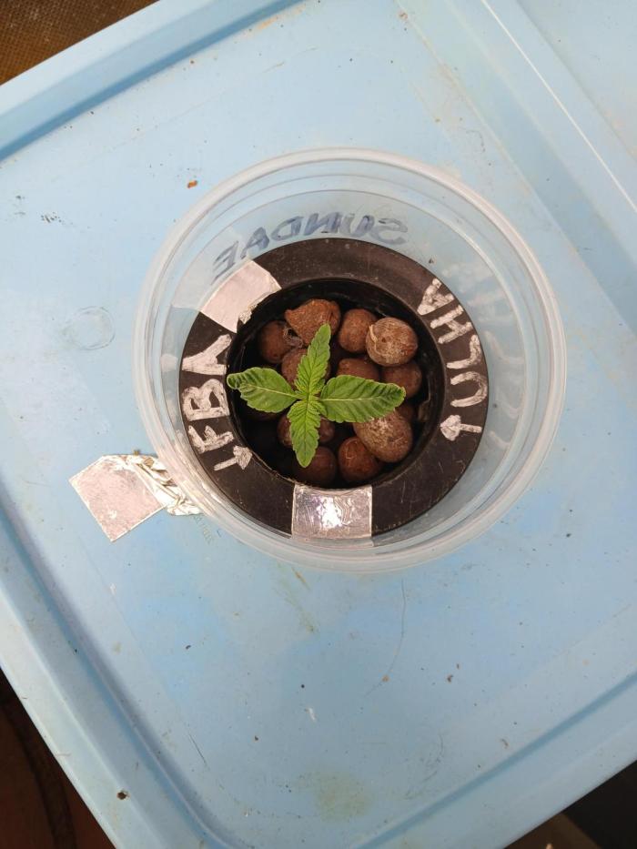 Wedding Cake Photo. Week 1