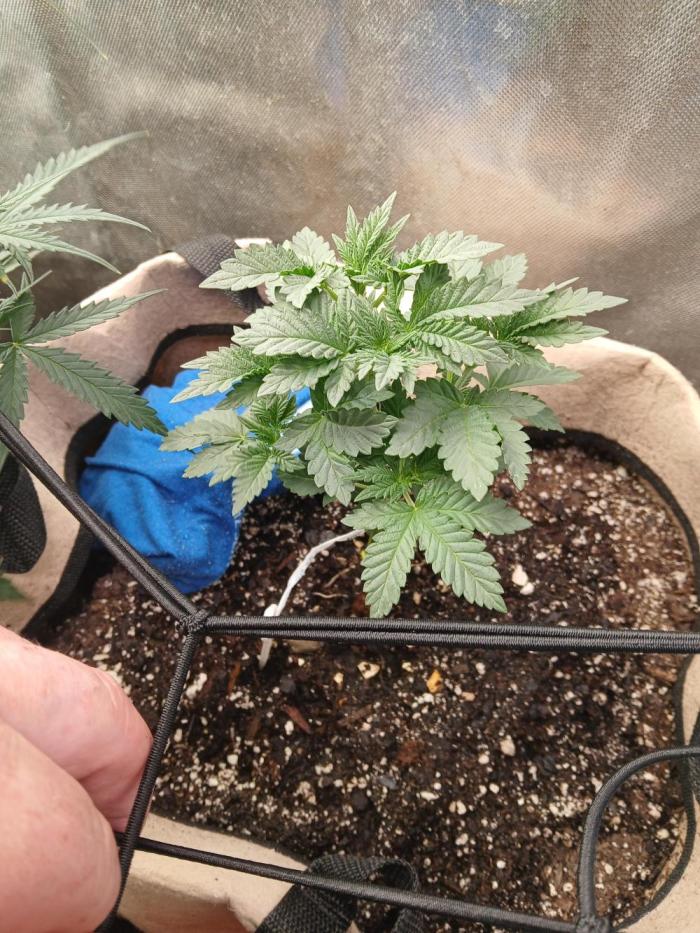 Animal Face Photo. Week 5 - Topped and doing ok so far